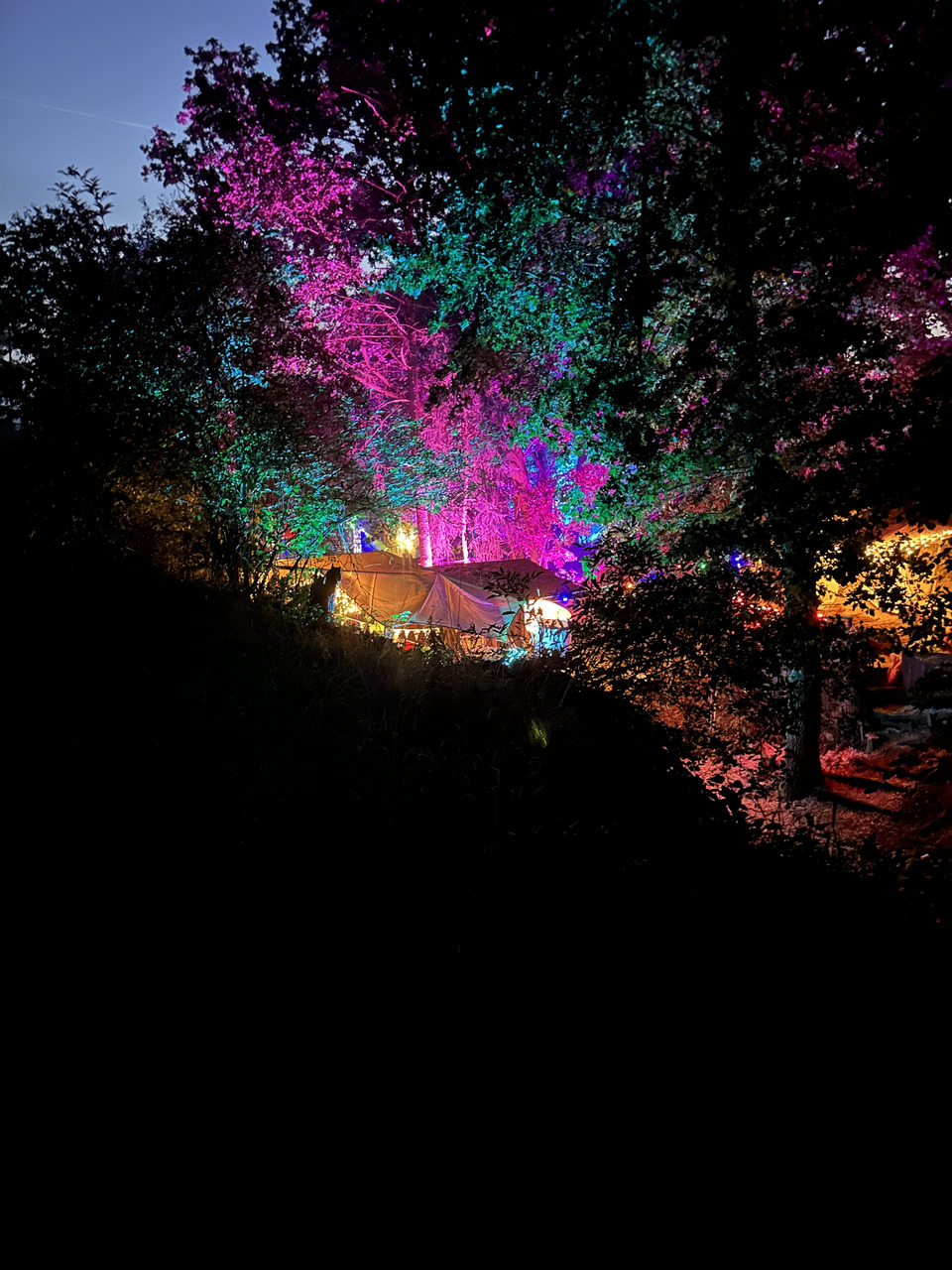Pink Tree